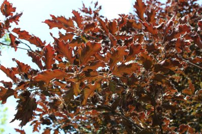 Fagus sylvatica 'Rohanii' - buk obecný lesní - jarní listy
